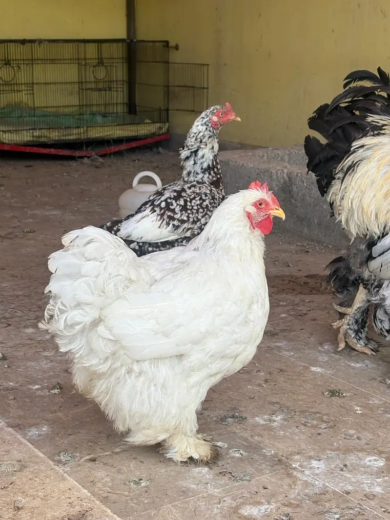 cock And hens For Sale — photo 6