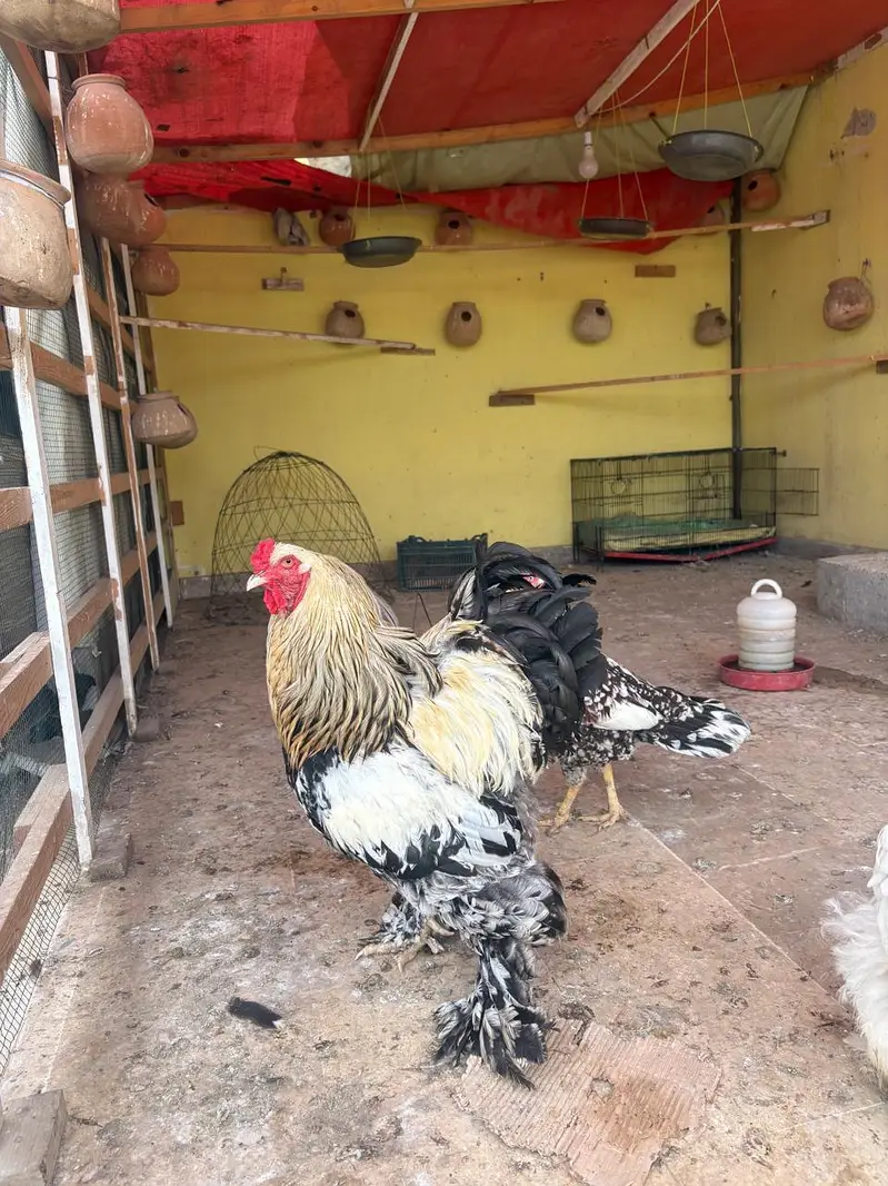 cock And hens For Sale — photo 7