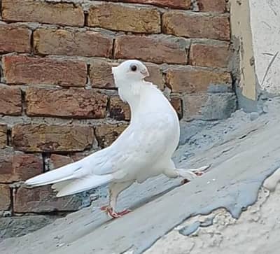 quality male 03007675406