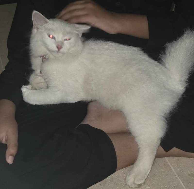 persion cat 1