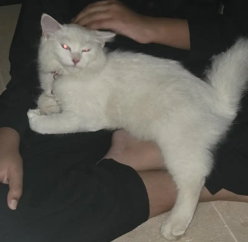 persion cat — photo 2