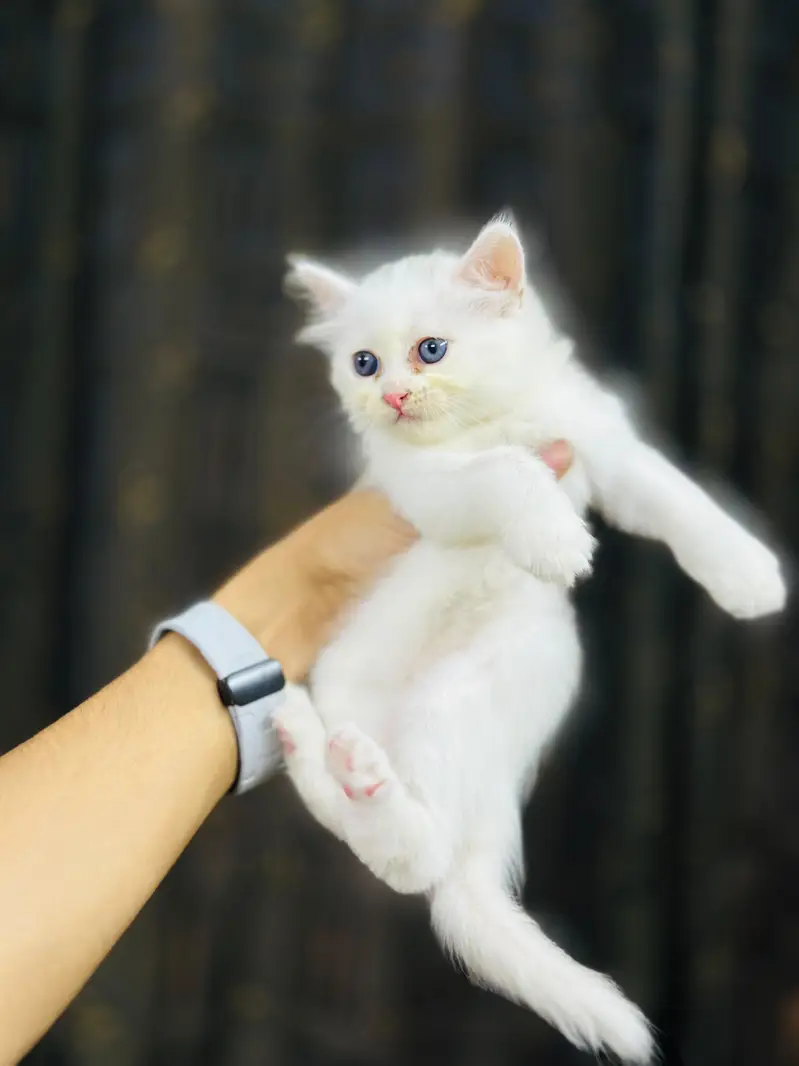 kittens reasonable price — photo 6