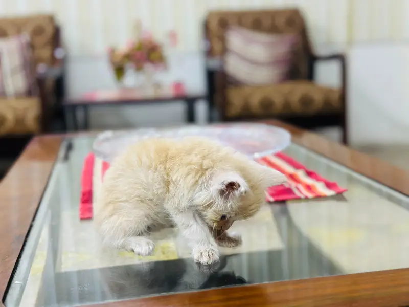 kittens reasonable price — photo 7