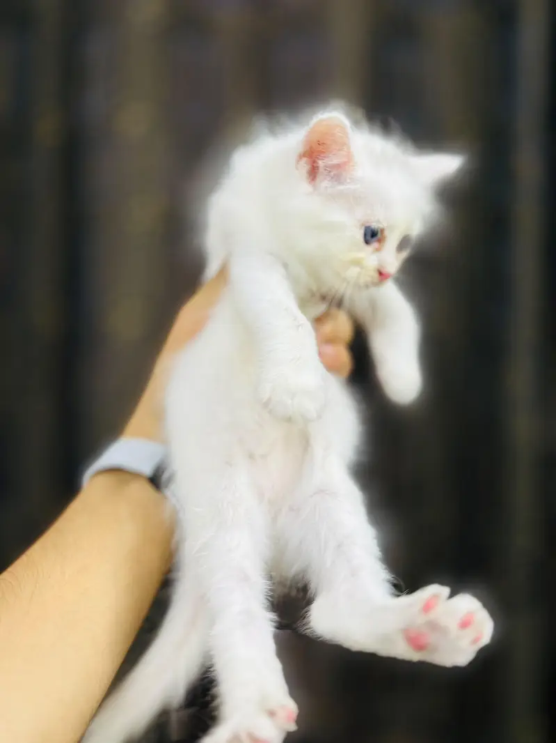 kittens reasonable price — photo 11