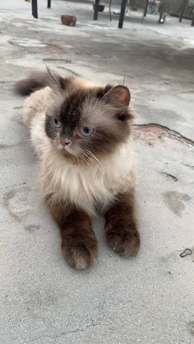 Female cat with her babies for adoption contact number 03090841900
