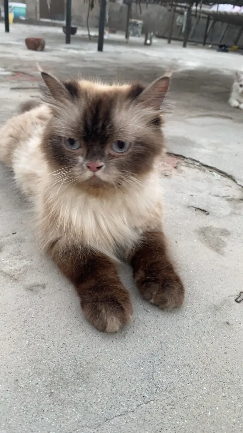 Female cat with her babies for adoption contact number 03090841900 — photo 2