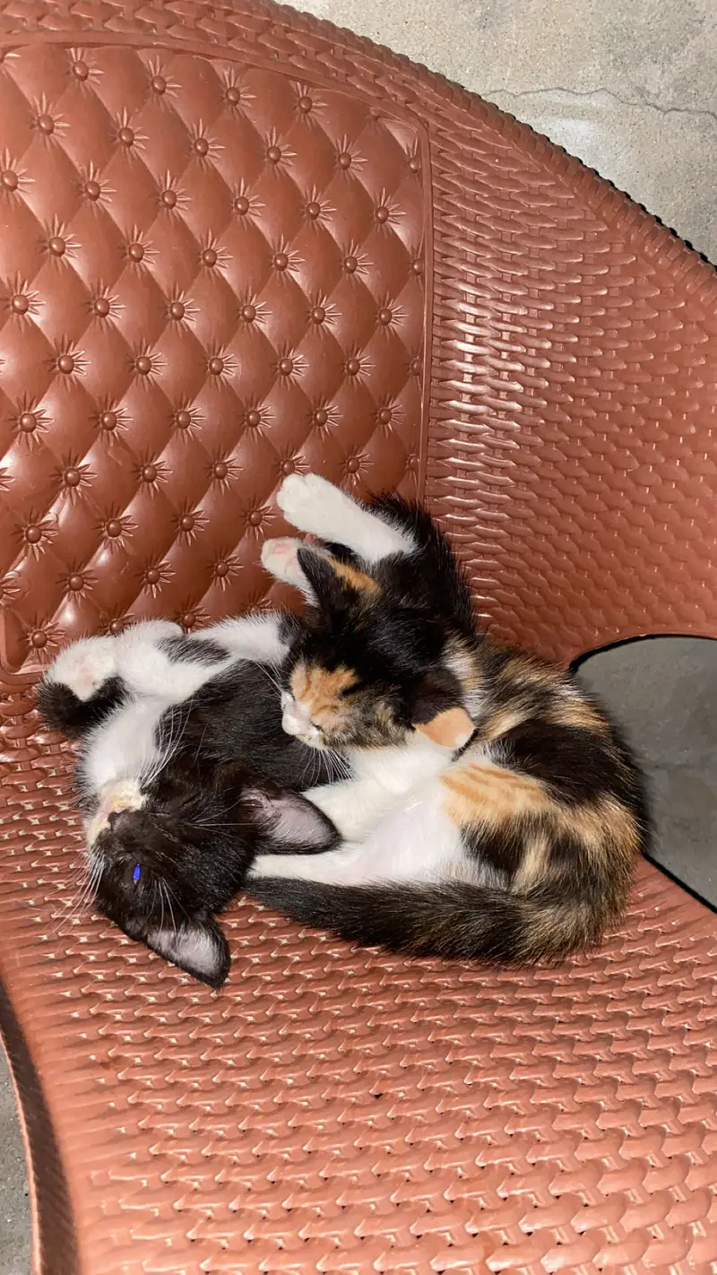 Female cat with her babies for adoption contact number 03090841900 — photo 3