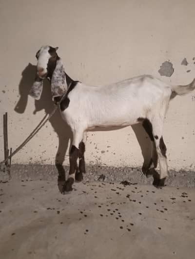 2 pathen for sale