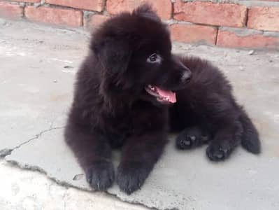 extreme quality black german shepherd female
