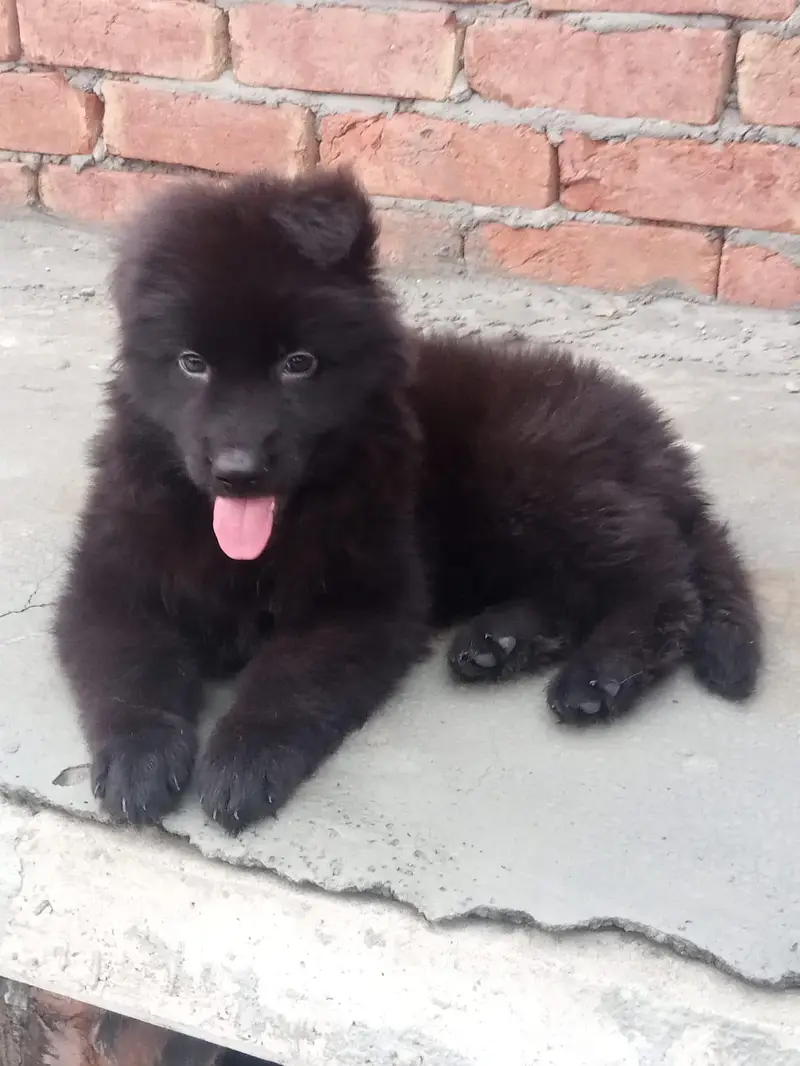 extreme quality black german shepherd female — photo 2