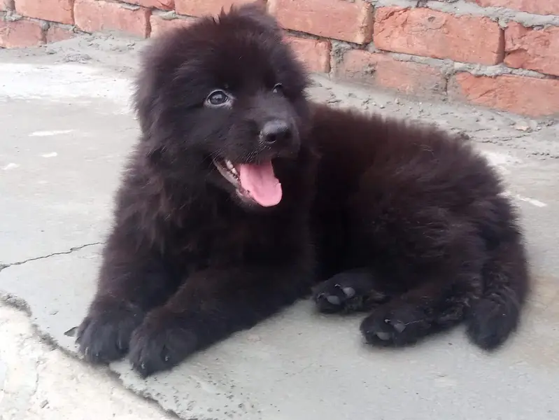 extreme quality black german shepherd female — photo 3