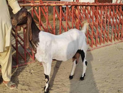 pateri bakri