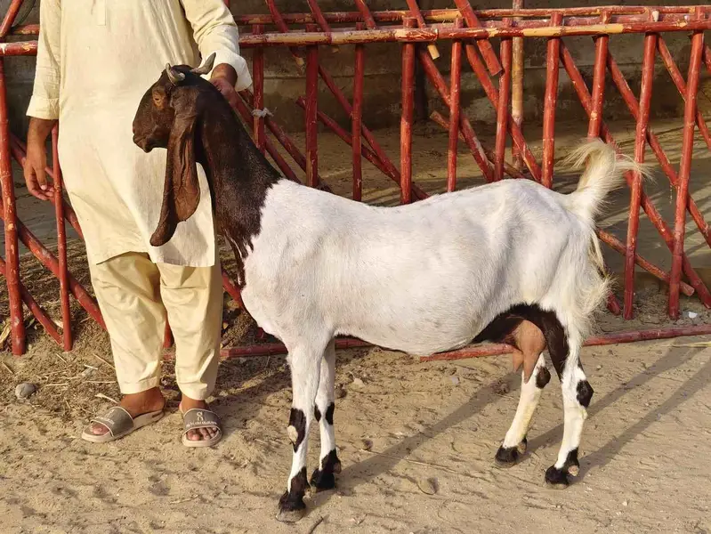 pateri bakri — photo 2