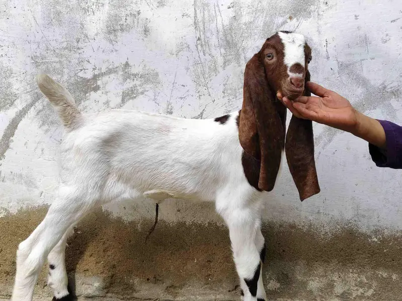 pateri bakri — photo 3