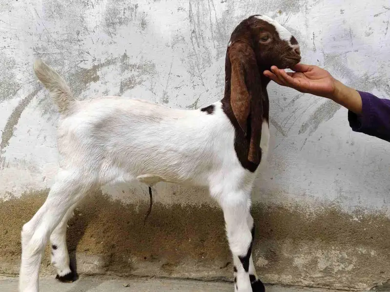pateri bakri — photo 4