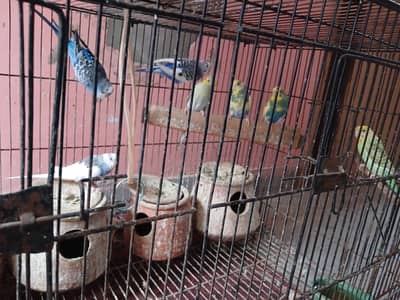 4 Australian parrot (Budgies) for Sale with large size cage