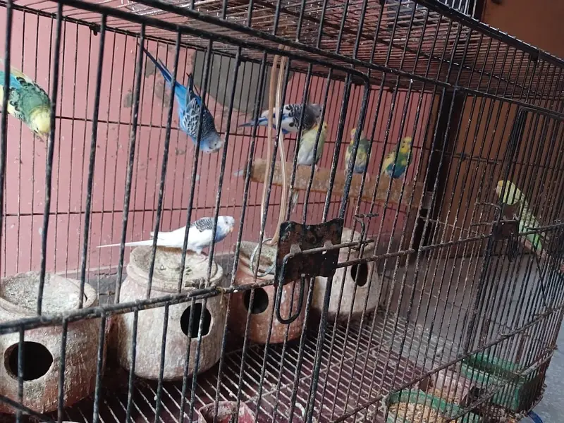 4 Australian parrot (Budgies) for Sale with large size cage — photo 2
