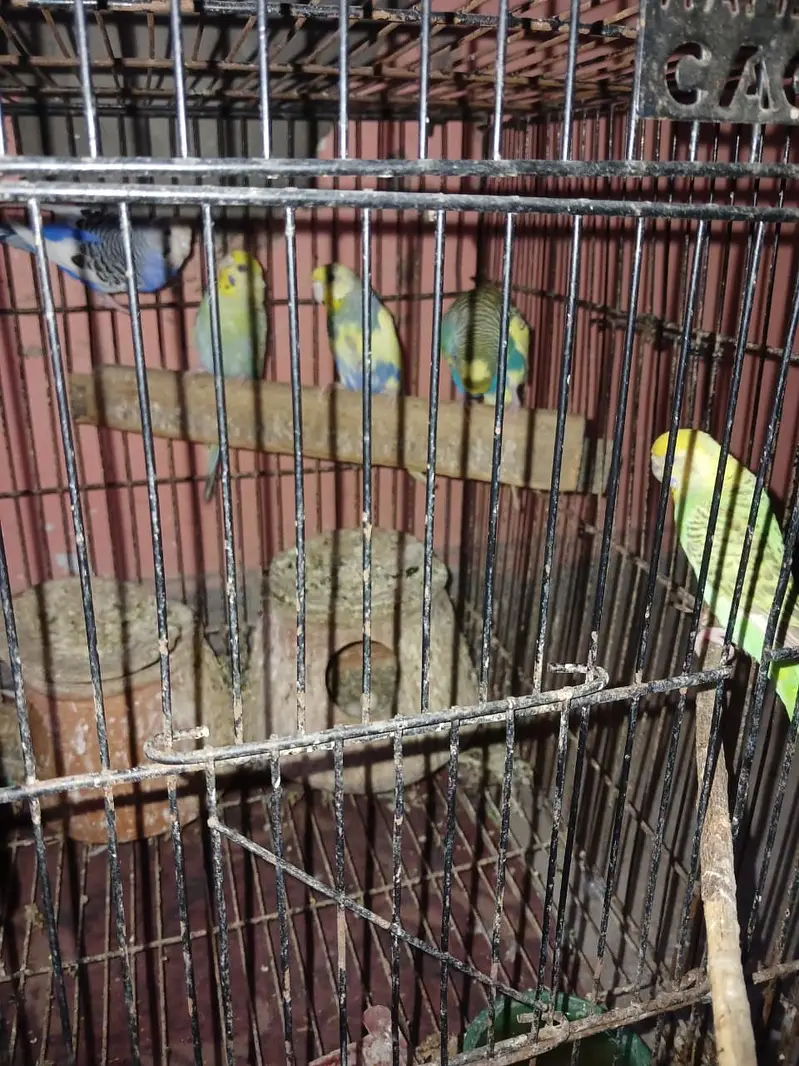 4 Australian parrot (Budgies) for Sale with large size cage — photo 3