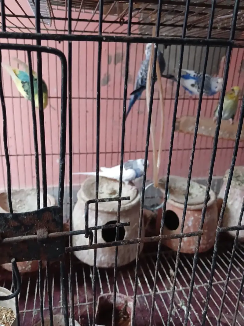4 Australian parrot (Budgies) for Sale with large size cage — photo 4