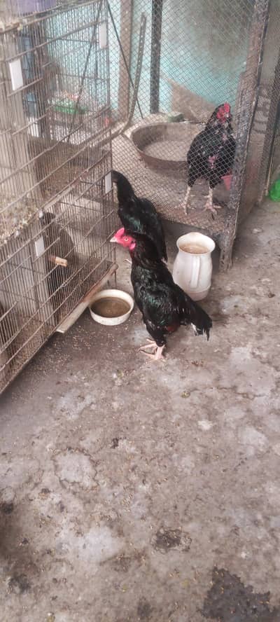 Pure Mushka Rooster for Sale | Healthy & Strong | Breeding Quality