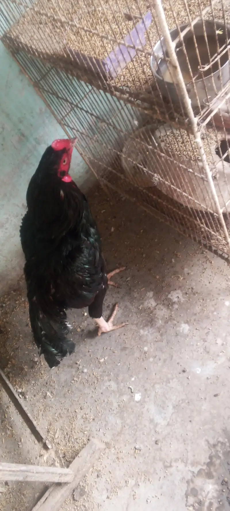 Pure Mushka Rooster for Sale | Healthy & Strong | Breeding Quality — photo 2