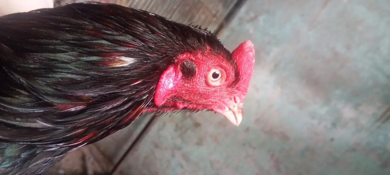 Pure Mushka Rooster for Sale | Healthy & Strong | Breeding Quality — photo 3