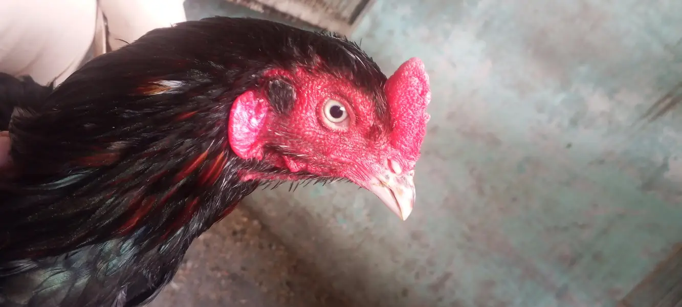 Pure Mushka Rooster for Sale | Healthy & Strong | Breeding Quality — photo 4