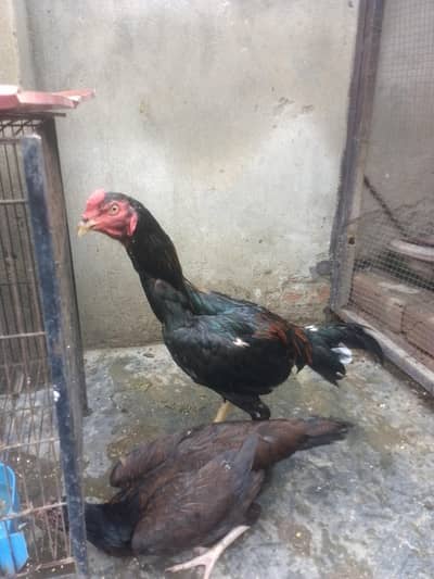 urgent sale