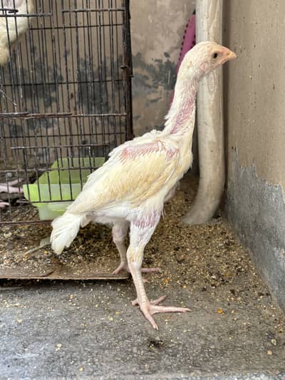 Heera aseel chicks