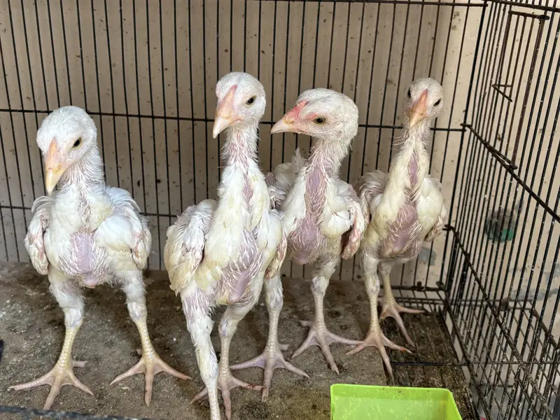 Heera aseel chicks — photo 3