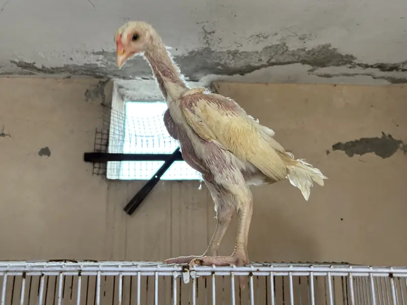 Heera aseel chicks — photo 4
