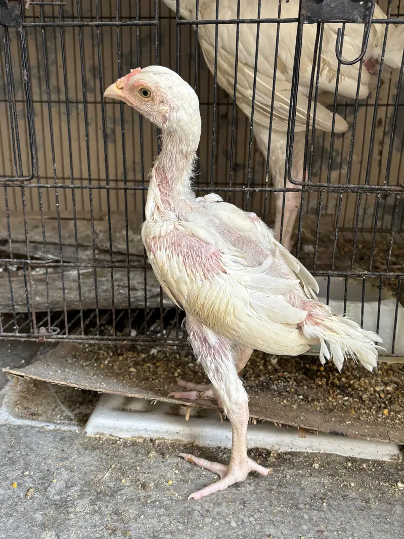 Heera aseel chicks — photo 5