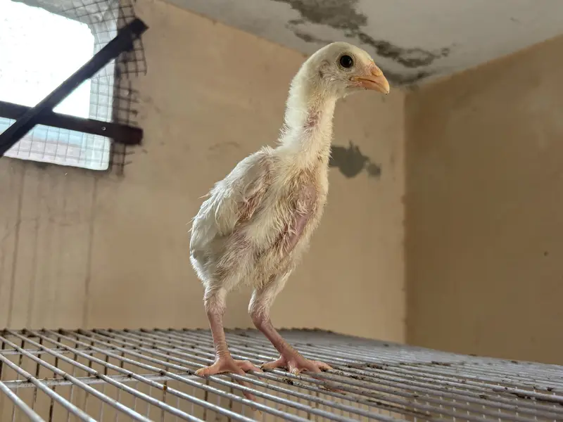 Heera aseel chicks — photo 6