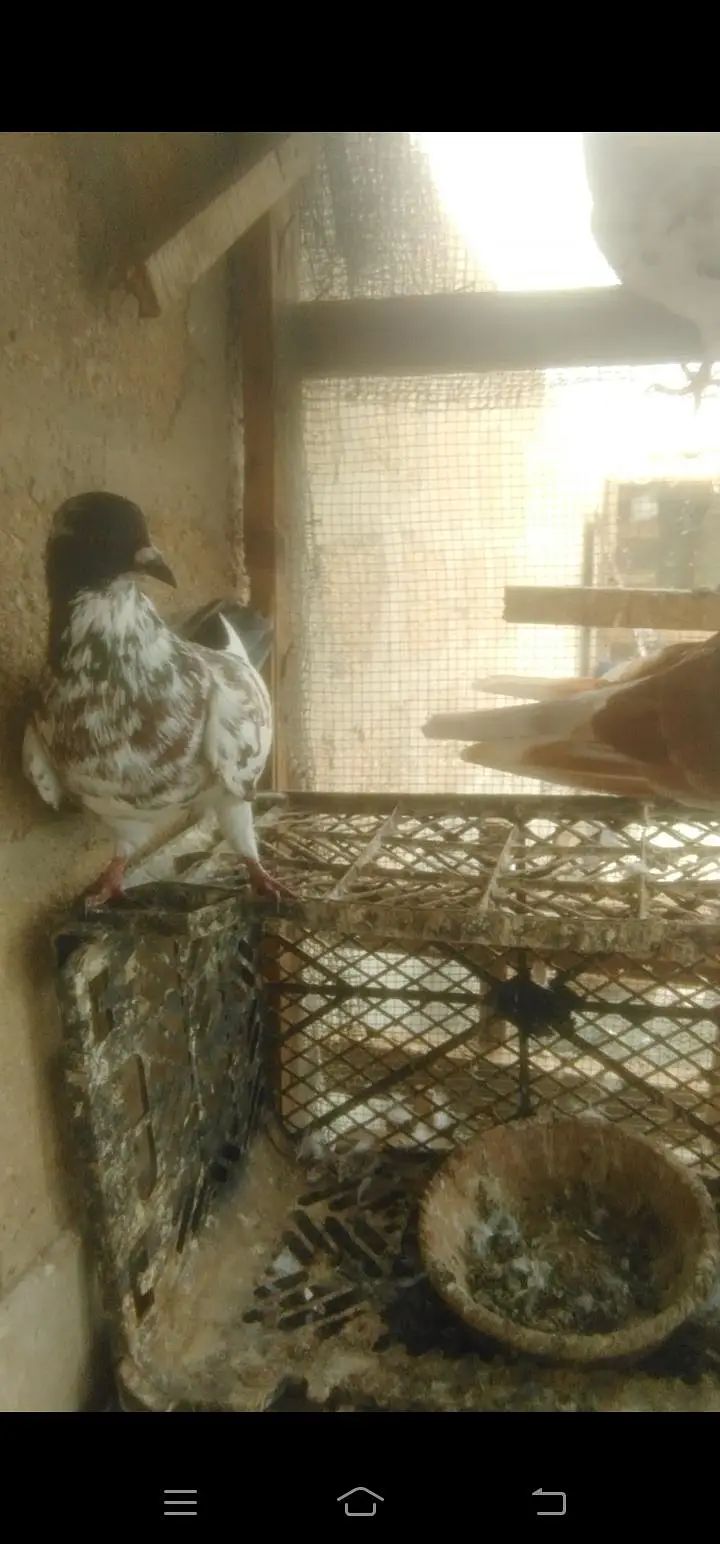 Kabra paiers — photo 3