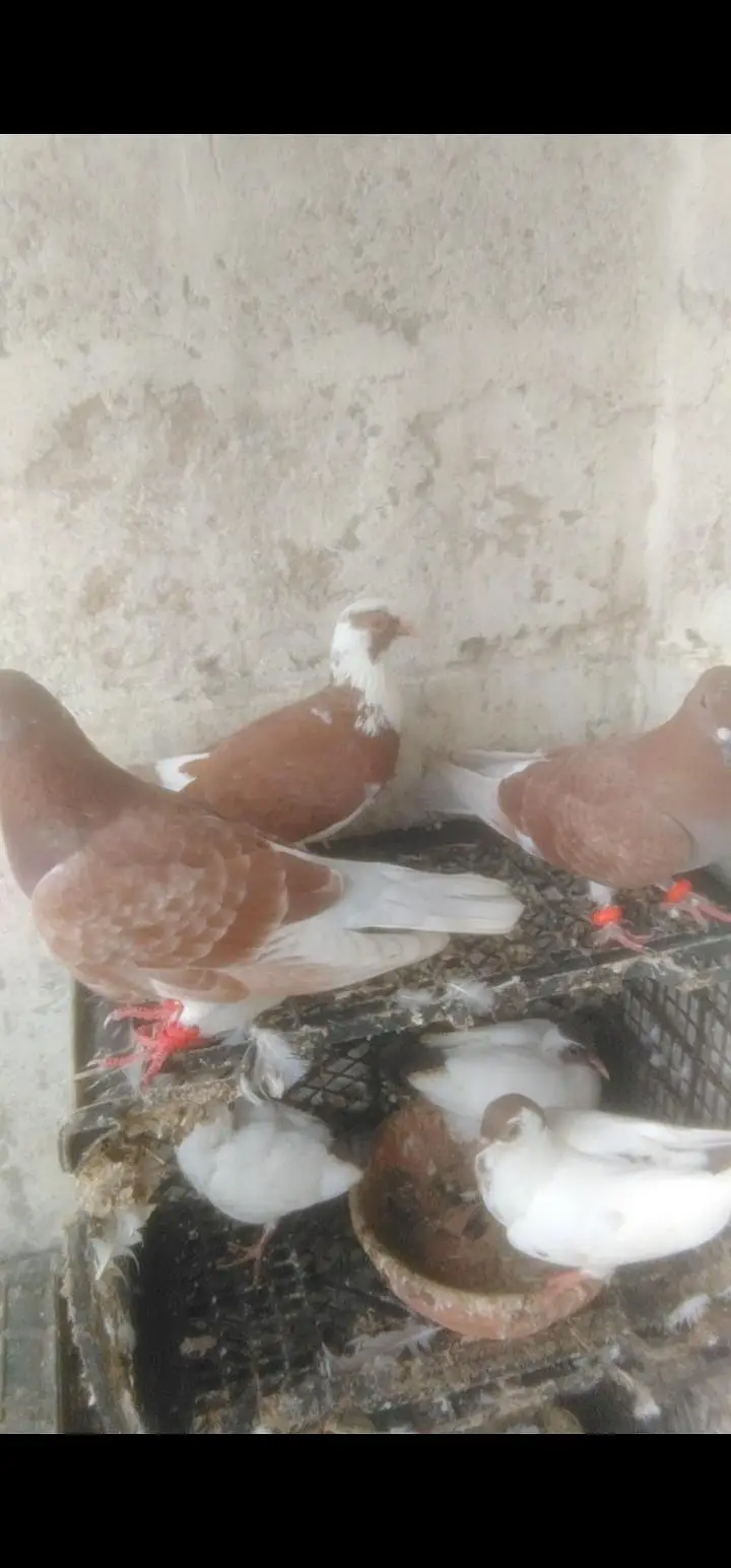 Kabra paiers — photo 7
