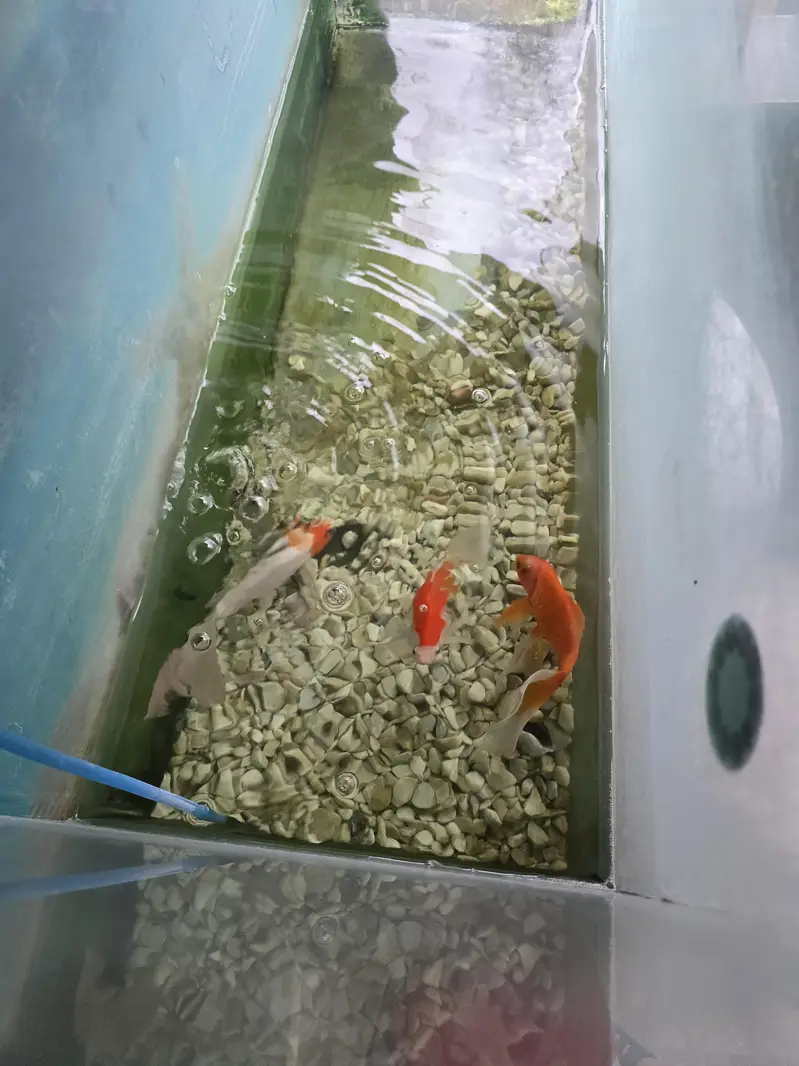 complete set with fish 3 for sale