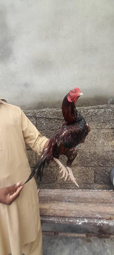 sale this aseel murga