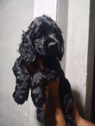Cocker spaniel puppy