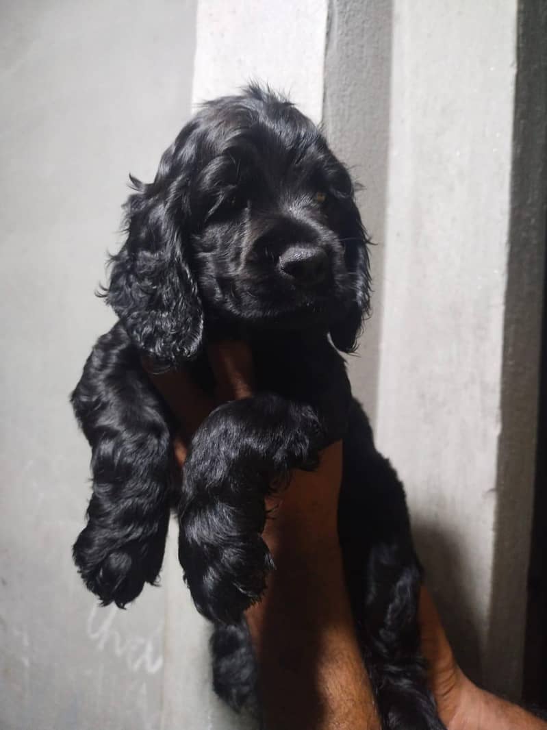 Cocker spaniel puppy 0