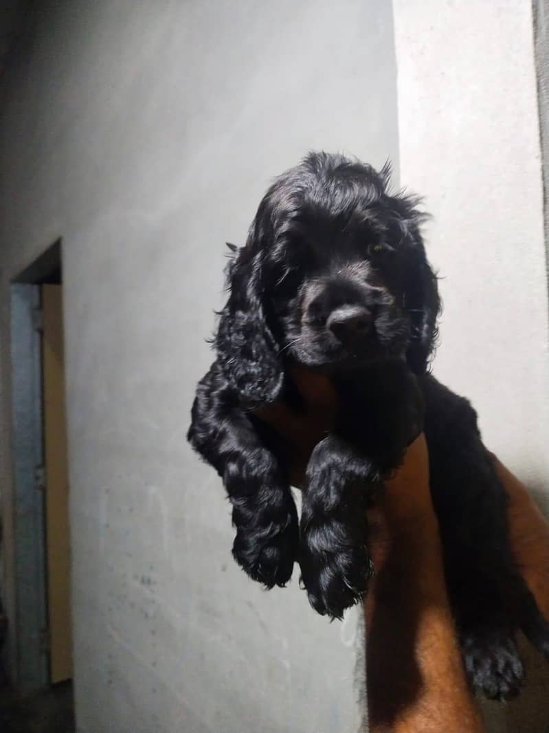 Cocker spaniel puppy 1
