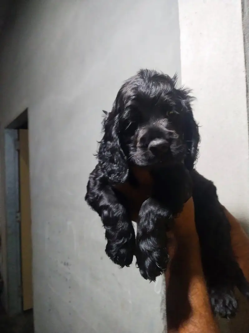 Cocker spaniel puppy — photo 2