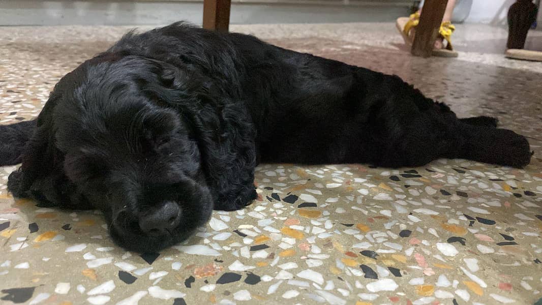 Cocker spaniel puppy 2