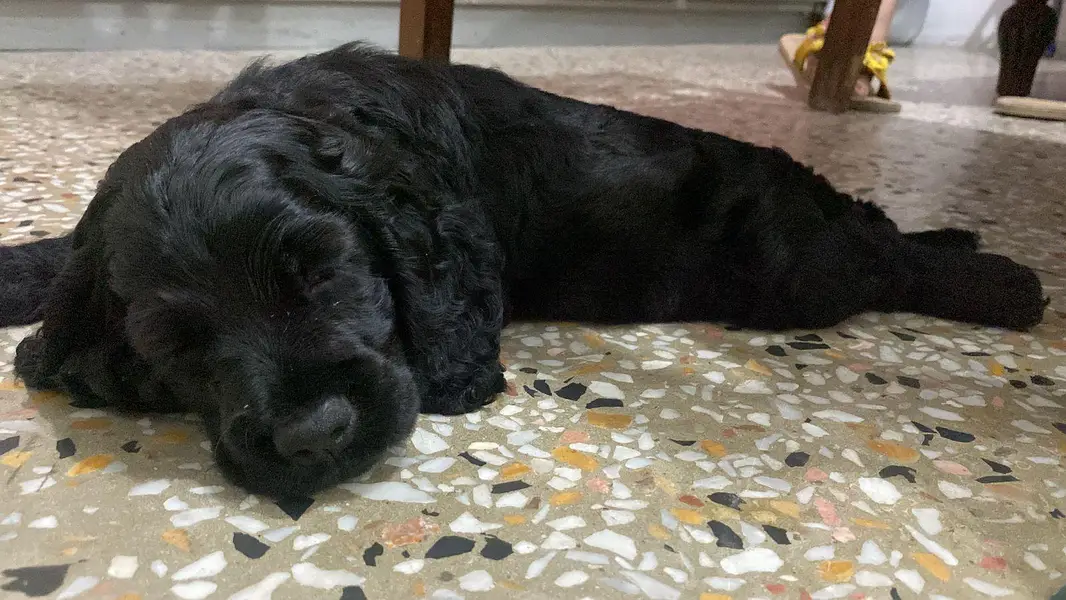 Cocker spaniel puppy — photo 3