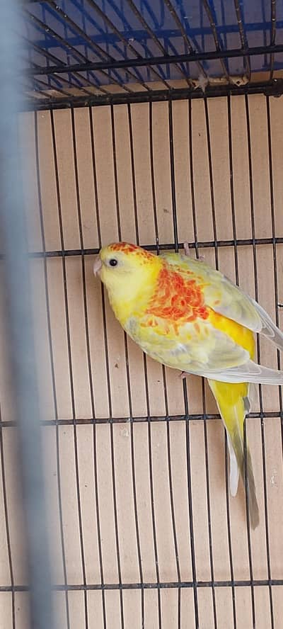 Beautiful Rubino / Lutino Red Rumped Parrot for Sale