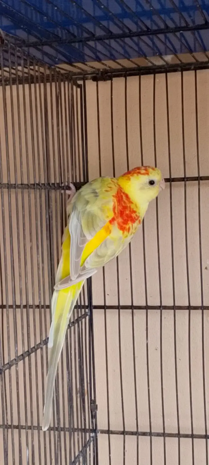 Beautiful Rubino / Lutino Red Rumped Parrot for Sale — photo 2