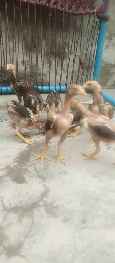 heera Aseel chicks