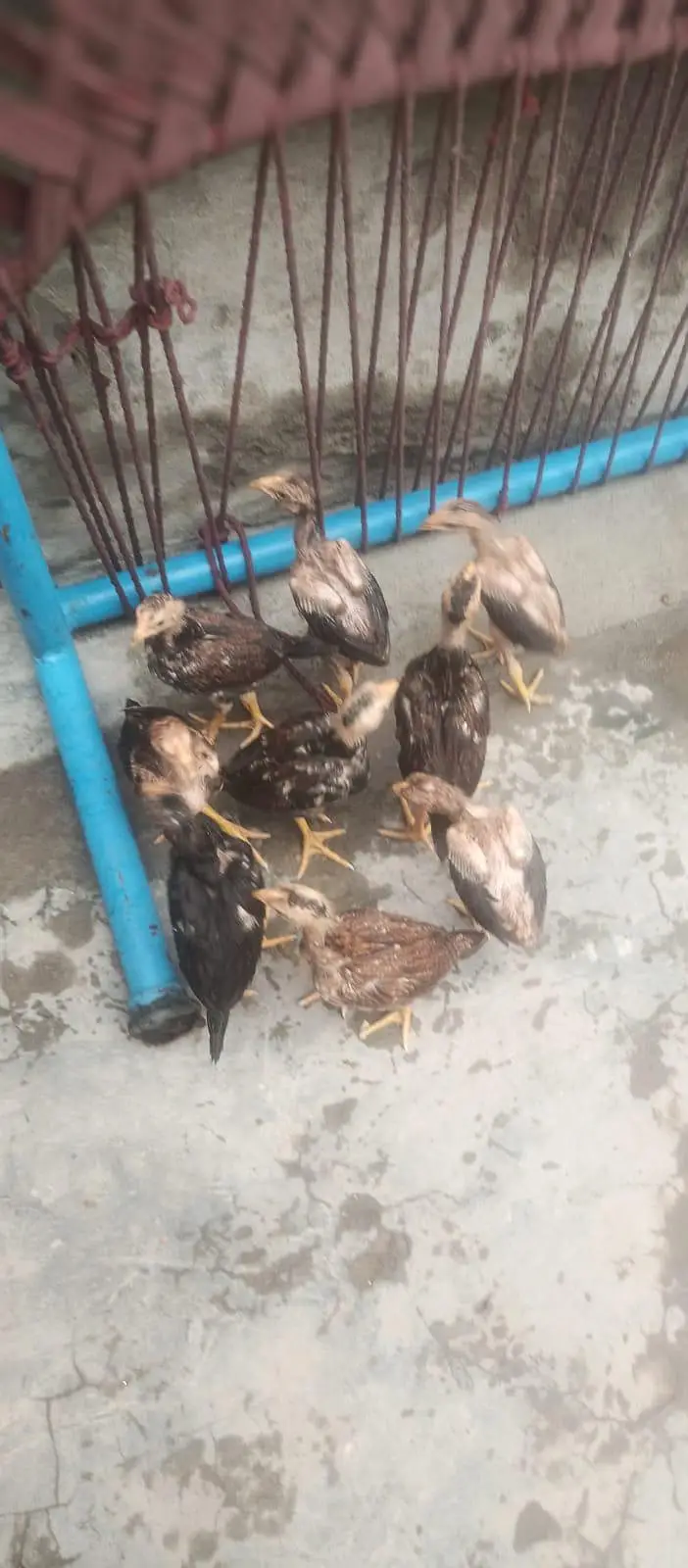 heera Aseel chicks — photo 2