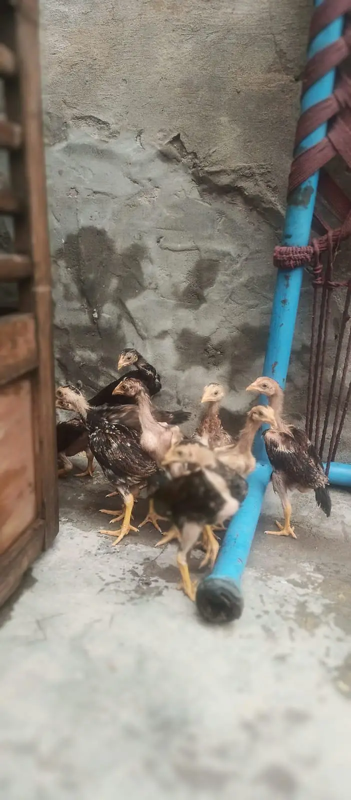 heera Aseel chicks — photo 3