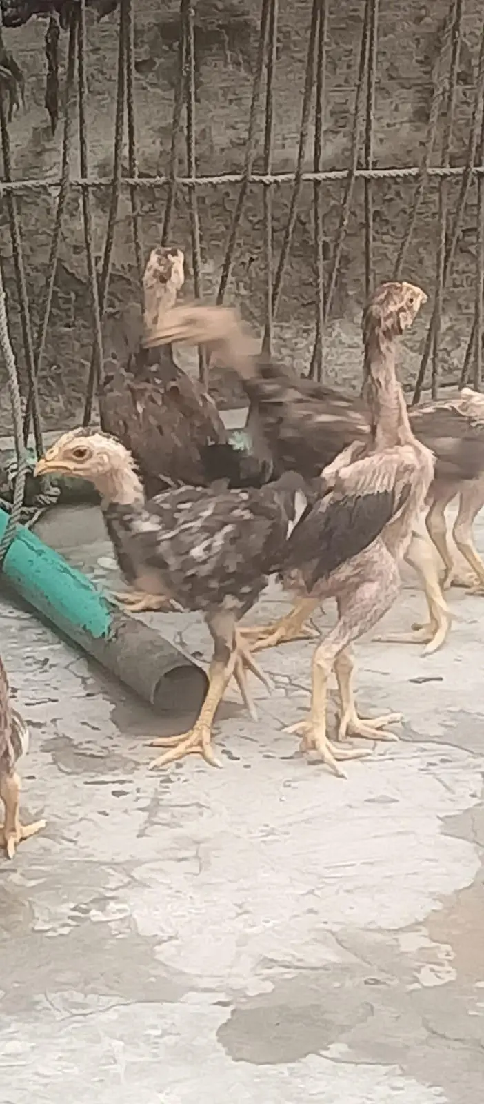heera Aseel chicks — photo 4