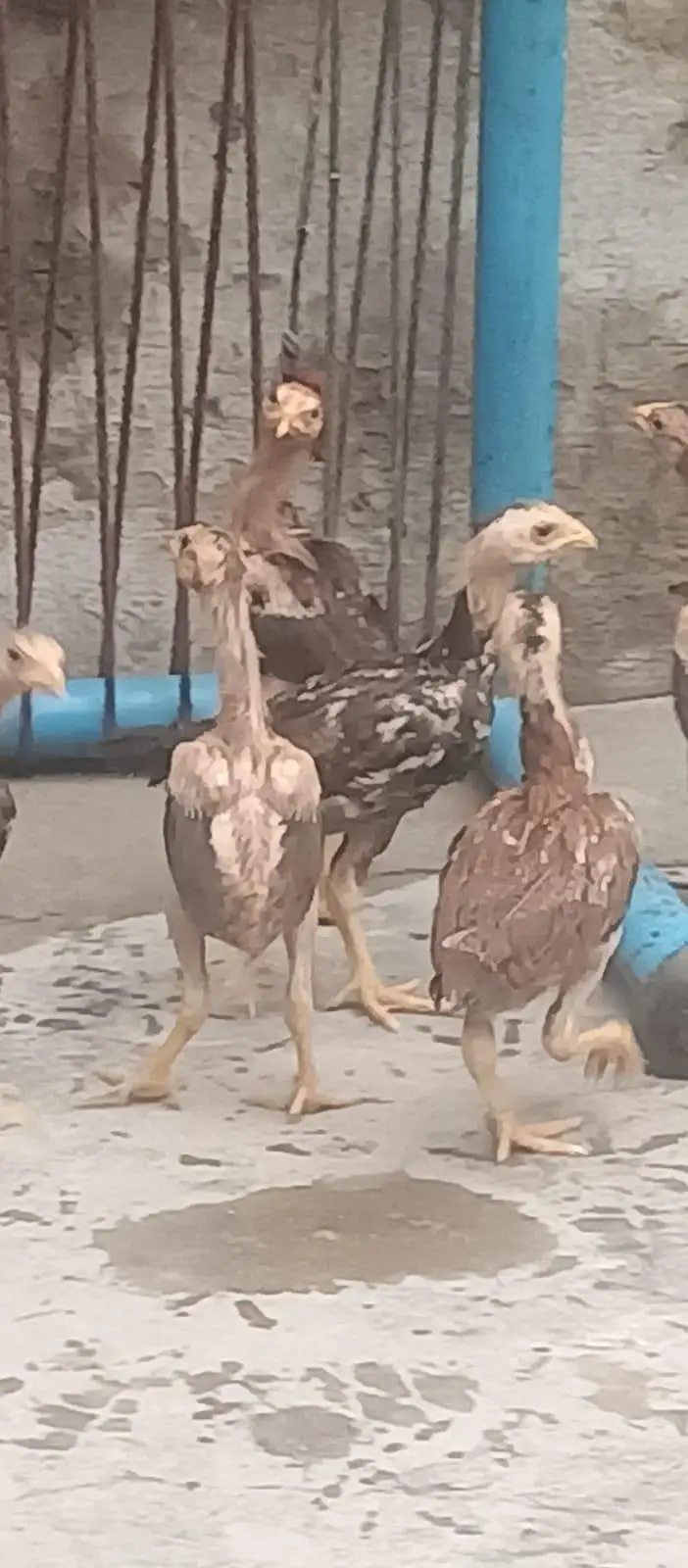heera Aseel chicks — photo 5